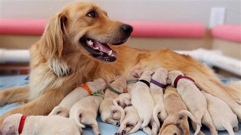  In some rare cases the dog can have up to 14 puppies